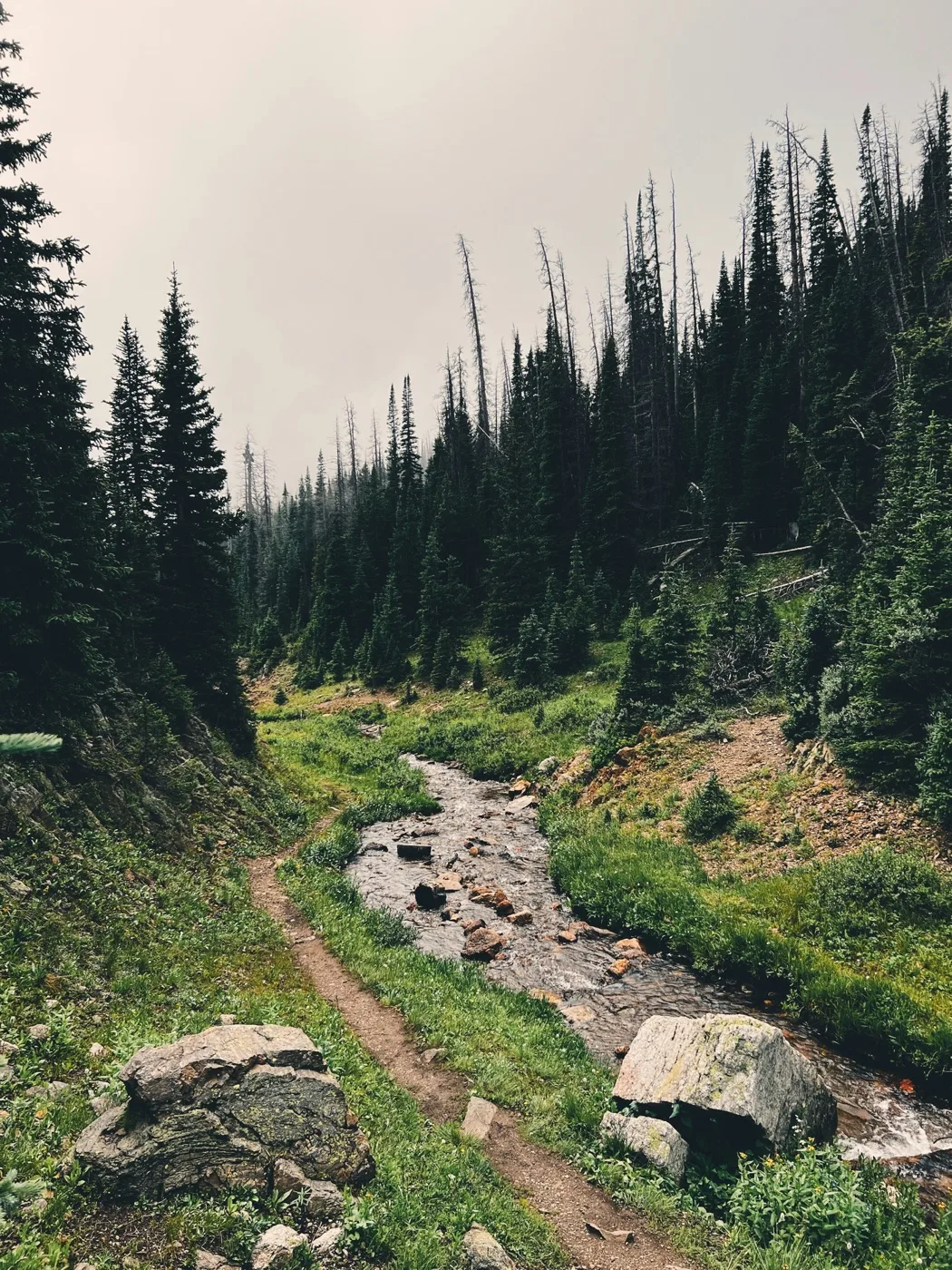 A stream running through a forest
